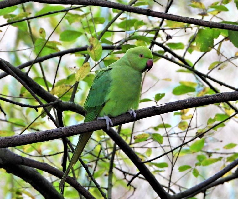  Ring necked parakeet